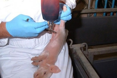 IRON INJECTION IN PIGLETS: BEWARE OF 
