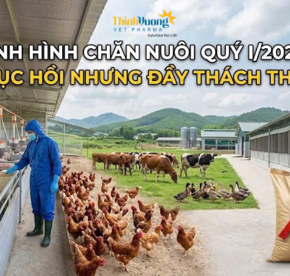 Phân tích tình hình chăn nuôi tháng 3 và quý I năm 2026: Xu hướng phục hồi có chọn lọc và áp lực tái cấu trúc ngành
