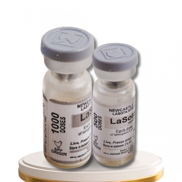 ND LASOTA STRAIN