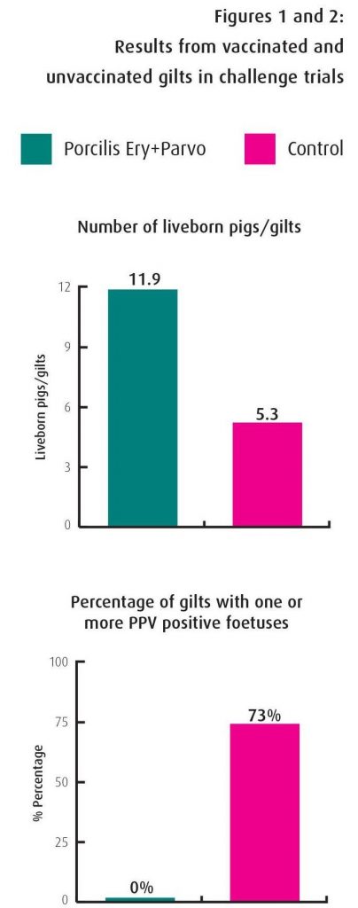 Results-from-vaccinated-and-unvaccinated-gilts